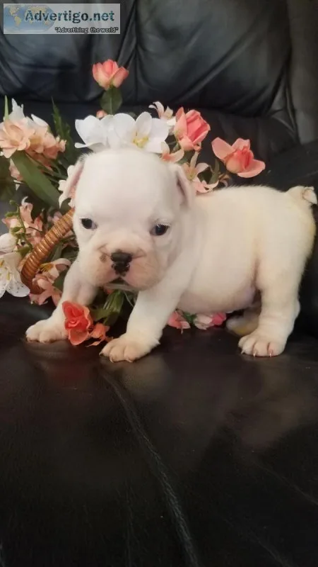 English Bulldog puppies registered 509-671-7273
