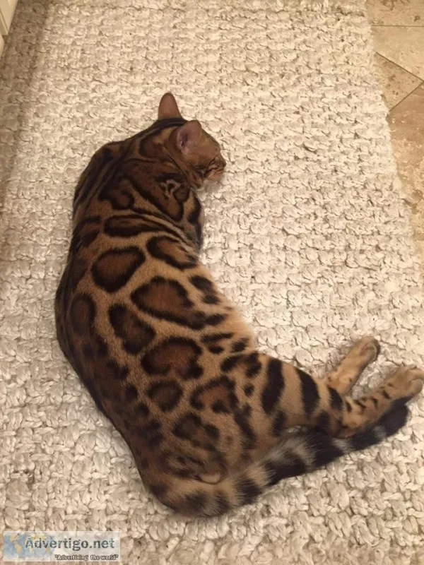 Bengal Kittens TICA and CFA Registered (Georgia)