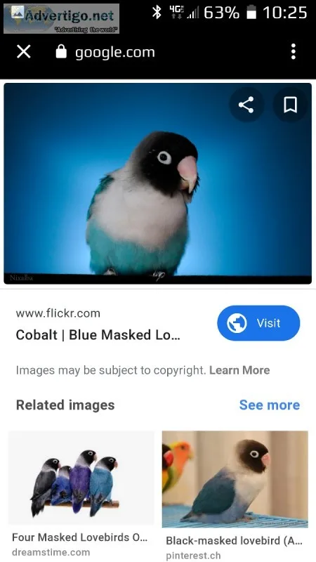 Baby lovebird for sale