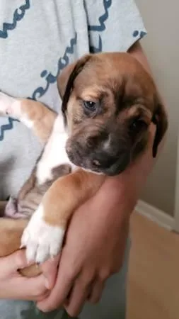 Puppy Pit