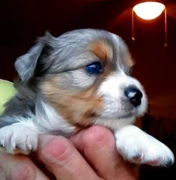 Toy Australian Shepherd Puppies