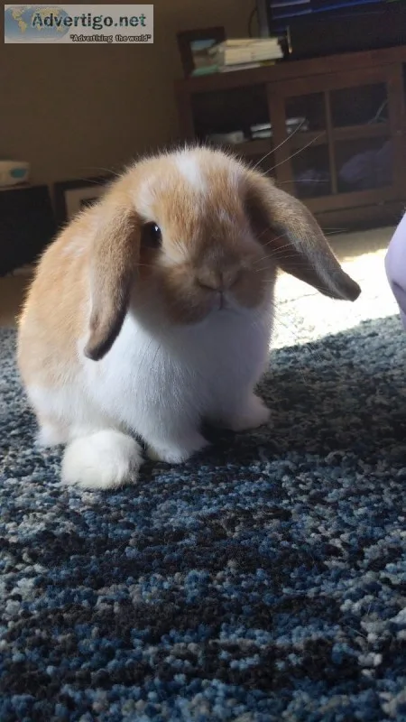 HollandLop Bunnies