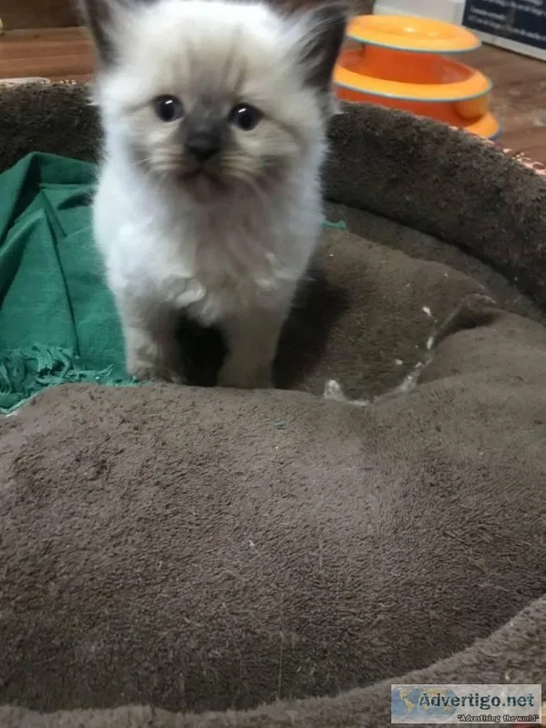Purebred ragdolls kittens available for sale