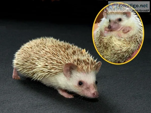 Hedgehogs