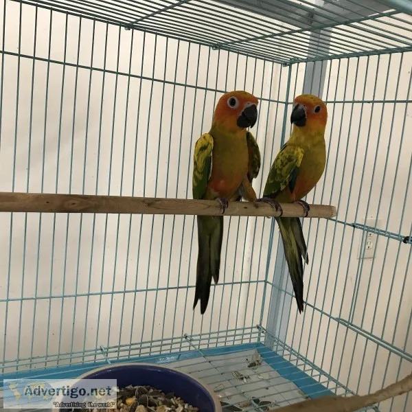 Sun Conures