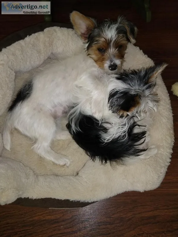 AKC Parti Yorkie