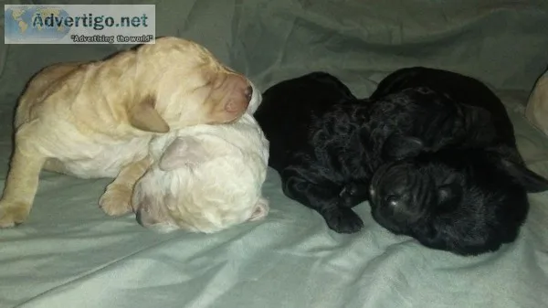 F1B ServiceESA Labradoodles