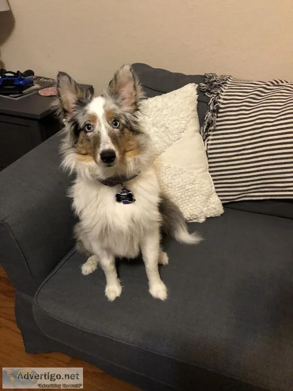 Beautiful &ldquoSheltie&rdquo  Shetland Sheep Dog Needs a Foreve