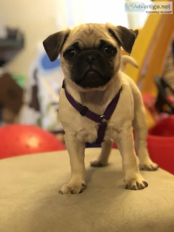 Pug puppy