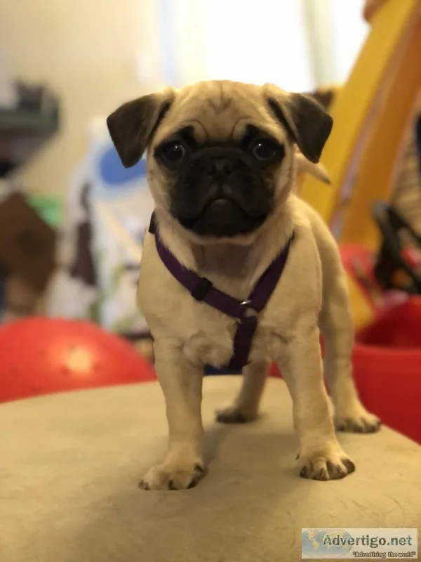 Pug puppy