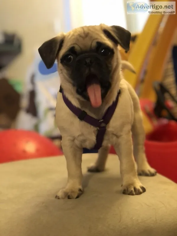 Pug puppy