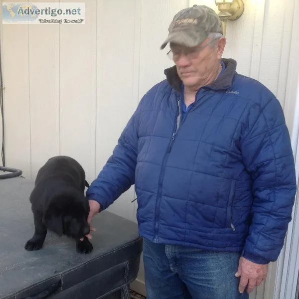 AKC Lab pups