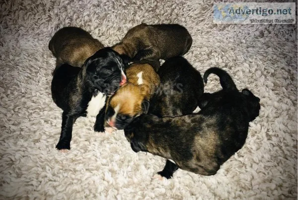 AmericanEuropean boxer puppies