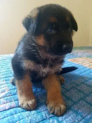 German Shepherd Puppies for sale