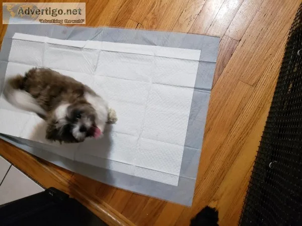 Imperial shih Tzu 4 months old