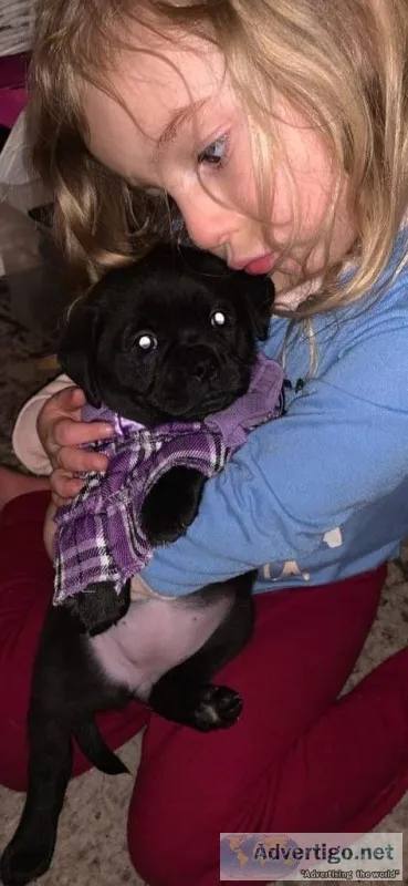 Adorable Puppies