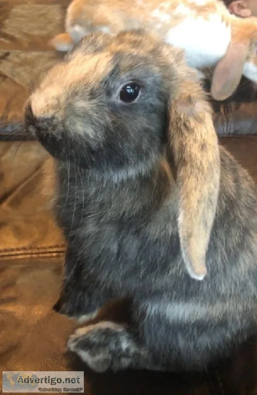 Holland Lop Bunnies wcage