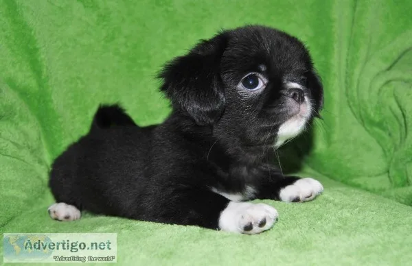 Japanese Chin Shih-Tzu Pekingese Mix pups for sale.