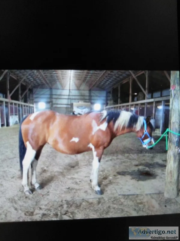 Quarter horse paint