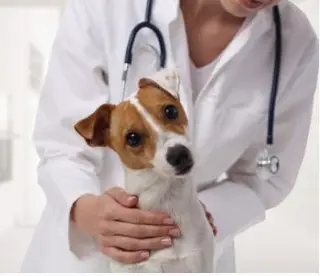 Emergency Veterinary Hospital in Scarborough  Reliable Vets