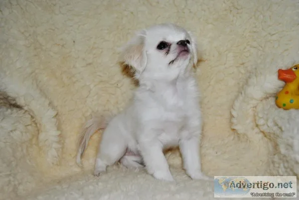 Japanese Chin Shih-Tzu Pekingese Mix pups for sale.