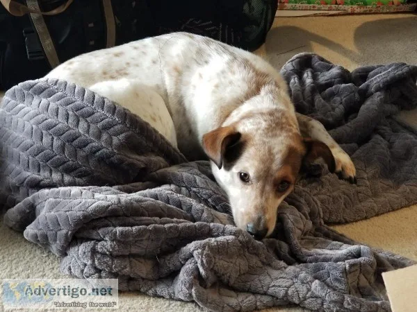 Heeler Mix dog for sale