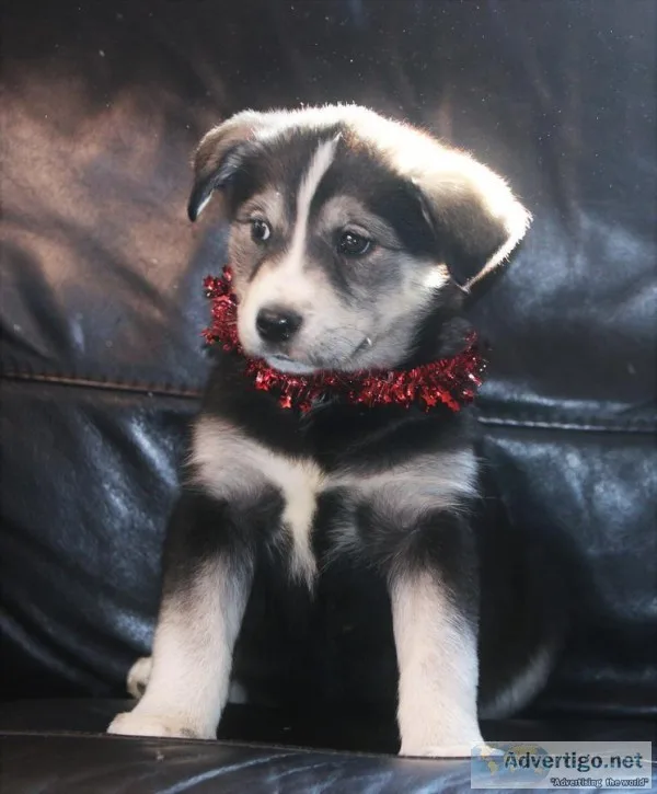 Male and female husky puppies for sale.