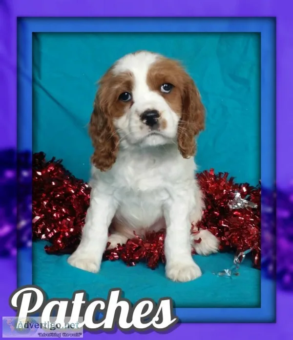 Patches Male Cockapoo