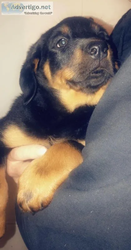 Adorable Rottweiler Puppy
