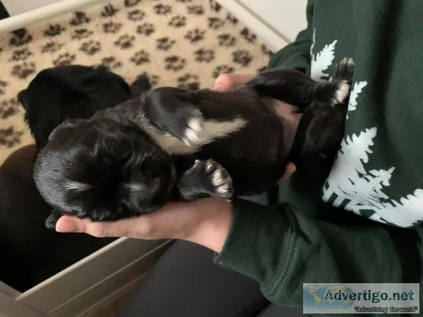 Australian Shepherd Puppies