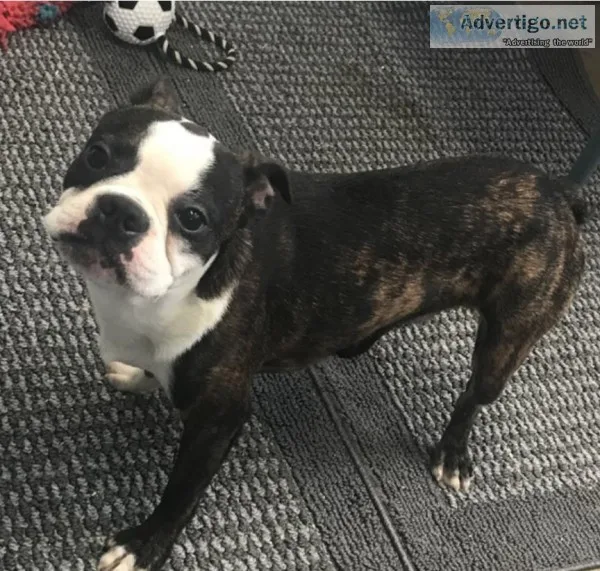 Gus Boston Terrier