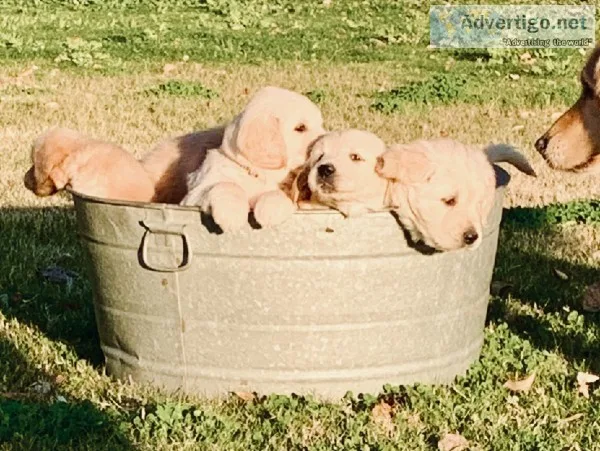 Golden Retriever Puppies for sale