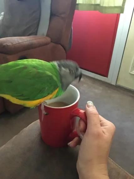 Semi Tame Senegal