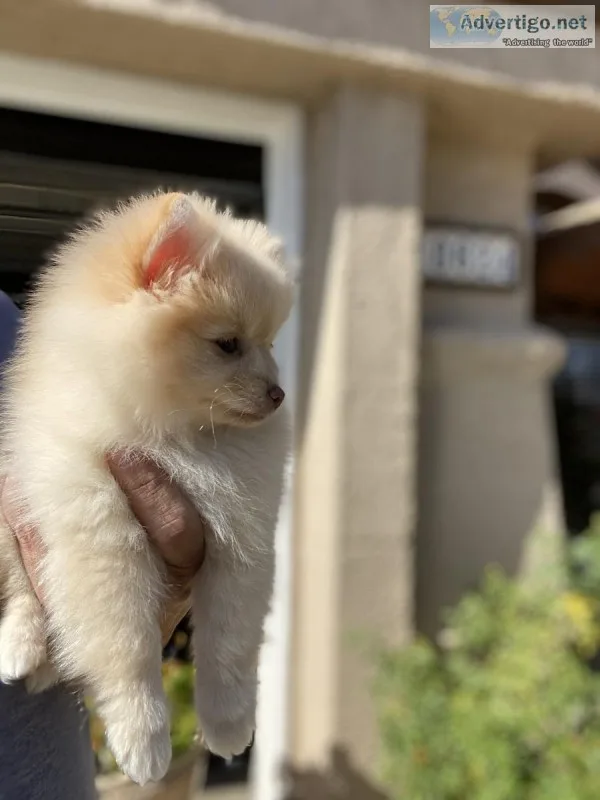 Gorgeous&rdquoAKC&r dquoWhiteCream Pom