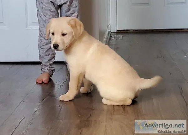 German shepherdlabhoula puppies