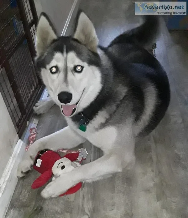 Young Husky