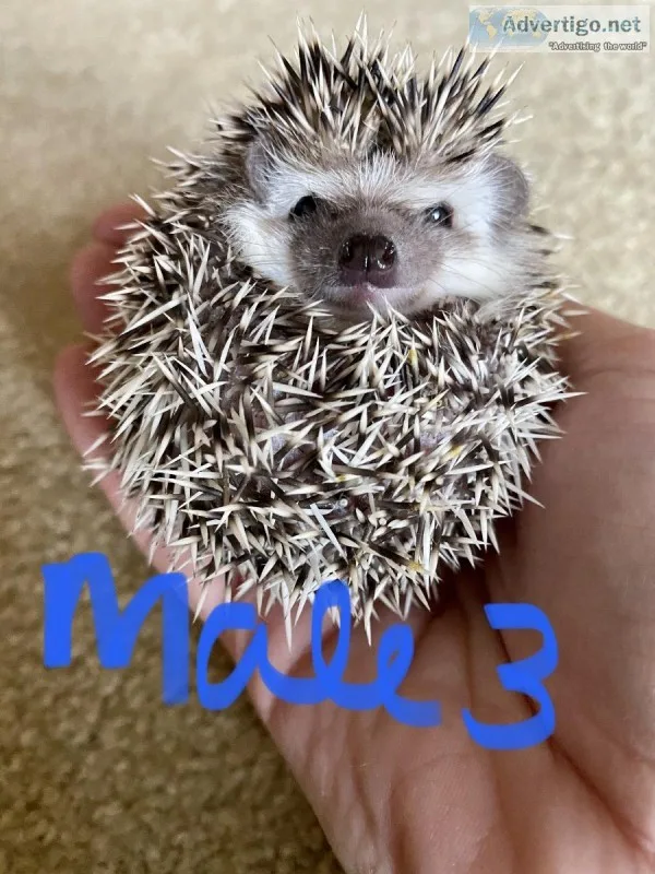 Hedgehog Babies