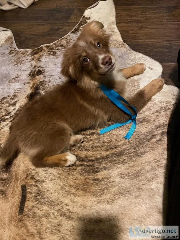 Registered miniature Australian shepherds
