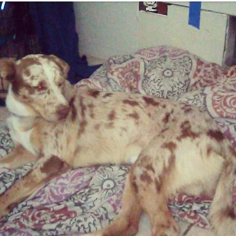 Red Merle Australian Shepherd Mix