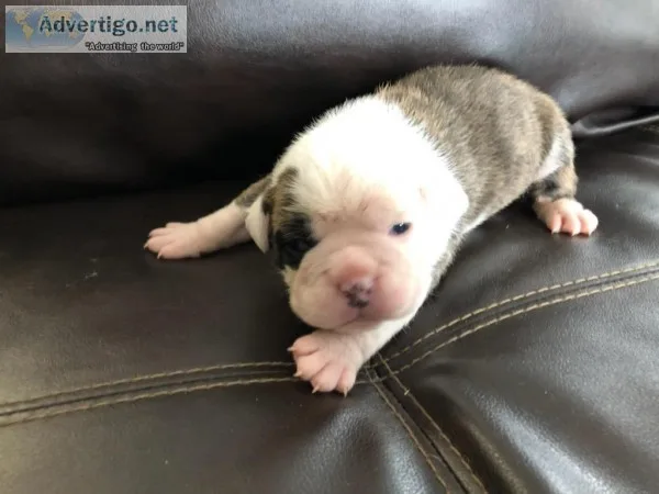 OLDE ENGLISH BULLDOGGE FEMALE PUPPY - BRINDLE AND WHITE