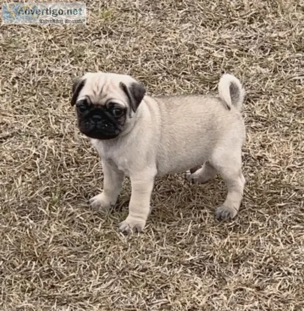 Pug Puppies