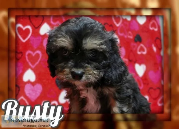 Rusty Male Cavapoo