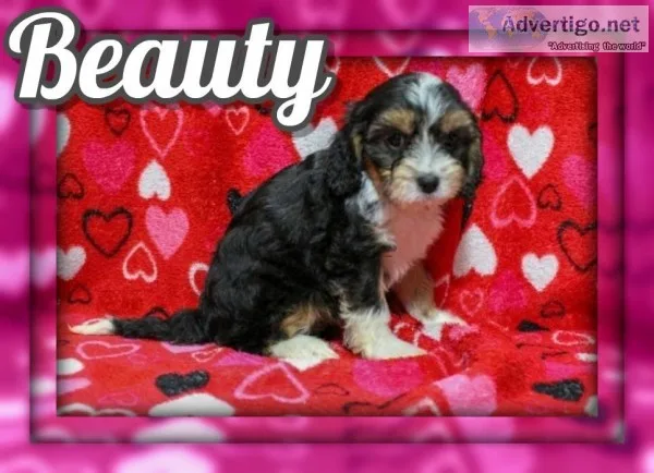 Beauty Female Cavapoo