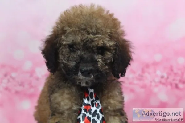Graham AKC Mini Poodle