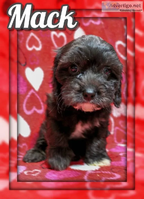 Mack Male Cavapoo