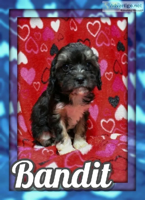 Bandit Male Cavapoo