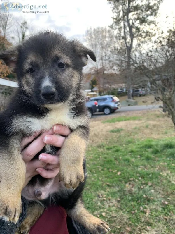 German Shepard puppies
