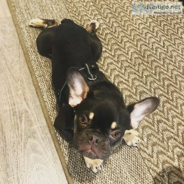 10 month old male French Bulldog