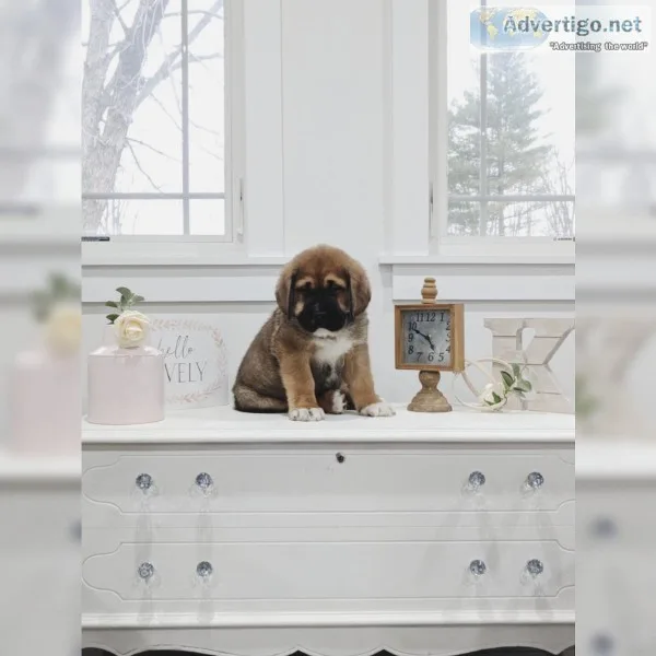 St. Bernard Newfoundland