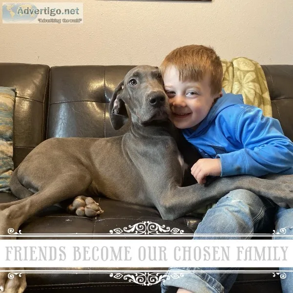 AKC Great Dane Puppies